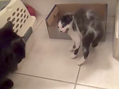 12 Steps To Introduce 2 Fighting Cats To Each Other