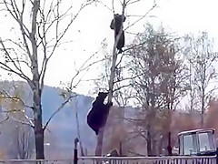 Bear Chases Russian Man Up a Tree